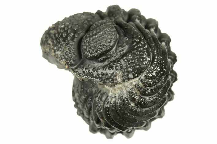 Long, Bumpy Enrolled Morocops Trilobite - Morocco #269186